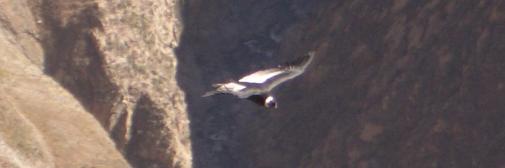 El Cóndor El Cóndor